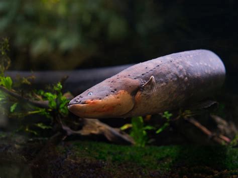 electric eel enclosures|electric eels in order.